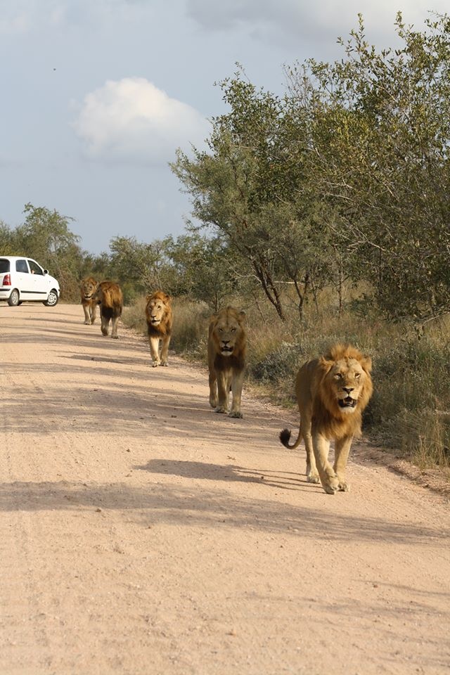 00f64330c6485469ca30538cdc6210ac Sabi Sand Lodges About Us