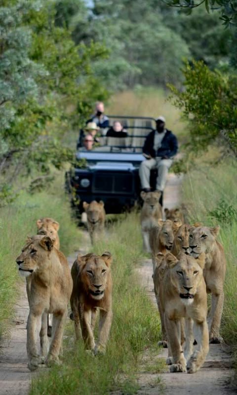 3cdb71512db100f3c19720e12748e687 Sabi Sand Lodges About Us - Contact