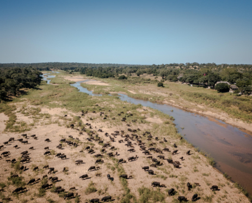 Safari Sightings the Sabie Umkumbe Bush Lodge