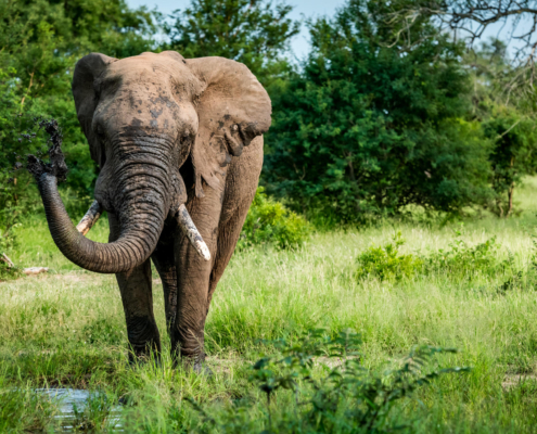 Safari Sightings the Sabie _1 Umkumbe Bush Lodge