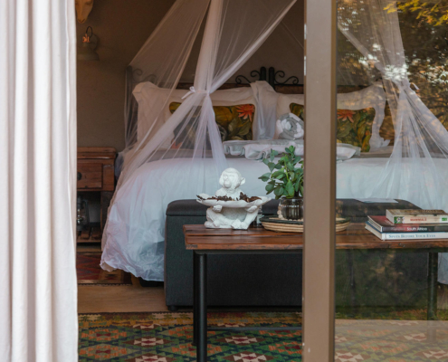 stars-of-africa-umkumbe-bush-lodge-monkeythorn-59 Umkumbe Bush Lodge