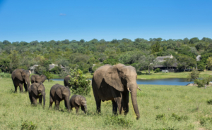 Elephant