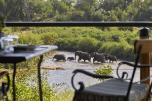 Lion Sands Tinga Wildlife Views Guide to Luxury Safari Experiences at Sabi Sand Lodges