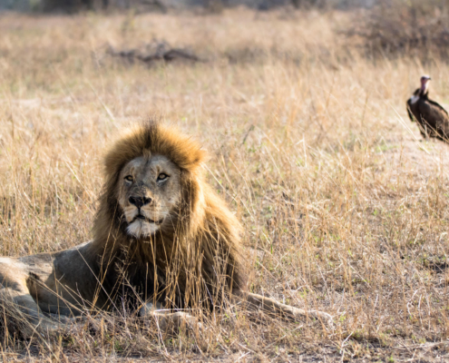 Territorial males Chitwa Chitwa Game Lodge