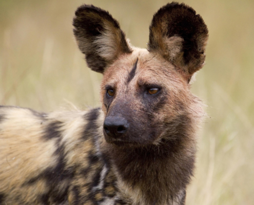 dulini_wilddog