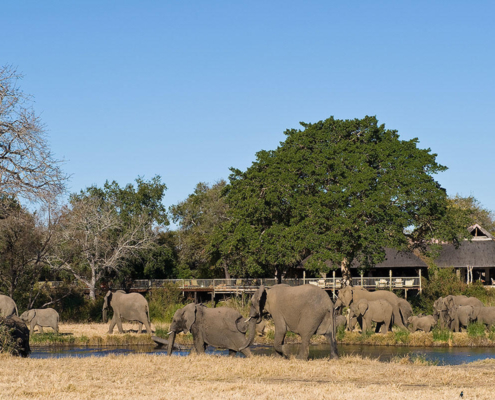 Elephants at Lodge Sabi Sabi Bush Lodge
