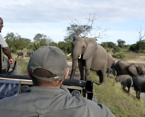 Safari
