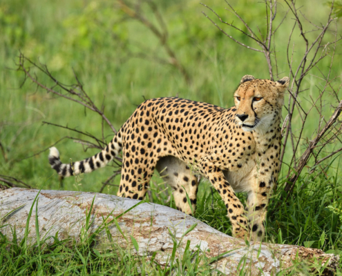 See spots on safari Inyati Game Lodge