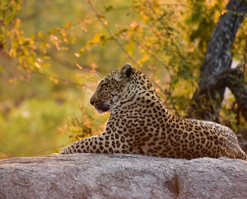 thisisafrica Inyati Game Lodge