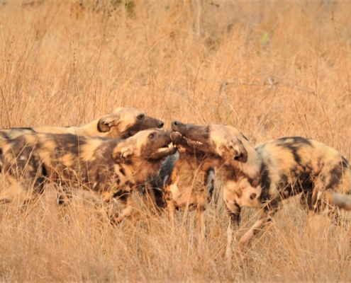 A great place to see Wild Dog Jaci s Sabi House