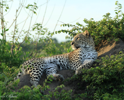 Close Up Game Viewing at Jaci s Sabi House Jaci s Sabi House