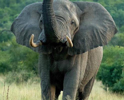 Elephant on Game Drive Jaci s Sabi House