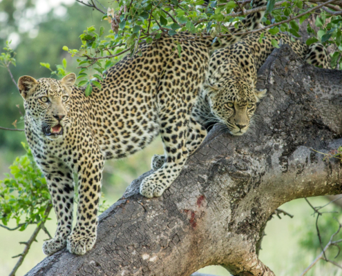 Female Leopard sub adult male cub Cheetah Plains Lodge