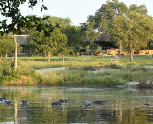 Hippo In Front Of The Lodge Jaci s Sabi House