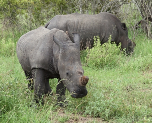 Rhino Langa Langa Safari Camp - Sabi Sand Lodges - Sabi Sand Game Reserve