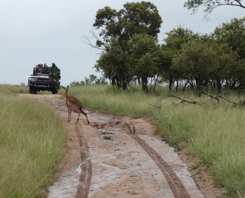 Sabi Sand Game Drives Langa Langa Safari Camp - Sabi Sand Lodges - Sabi Sand Game Reserve