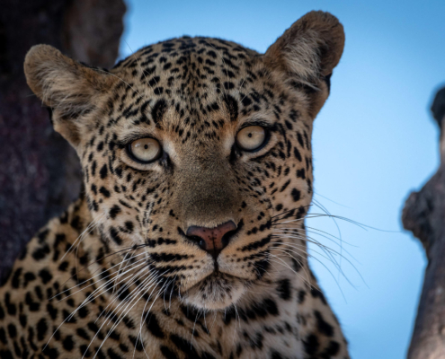 Umkumbe Bush Lodge - Sabi Sand Lodges