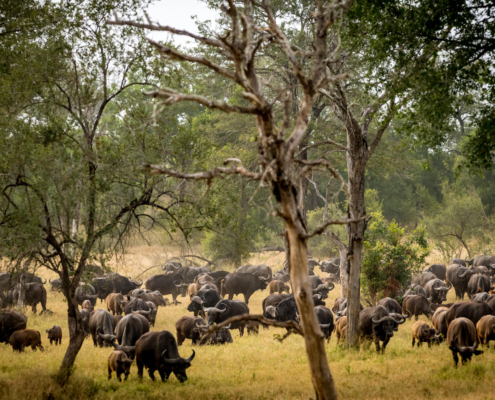 Umkumbe Bush Lodge - Sabi Sand Lodges